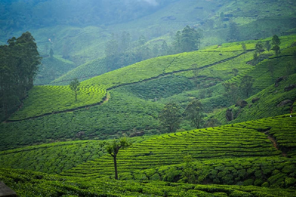 Munnar