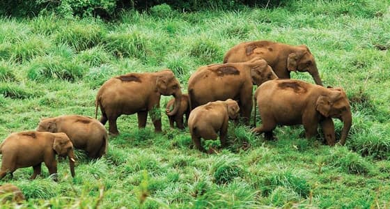 Thekkady