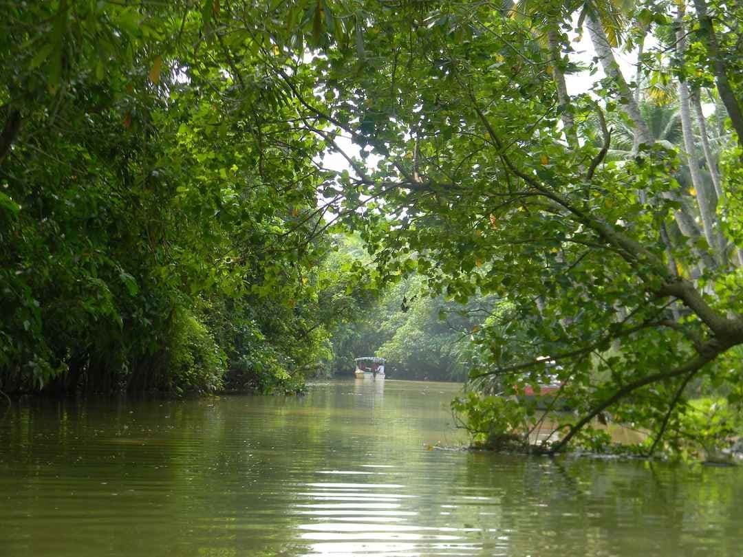 Poovar