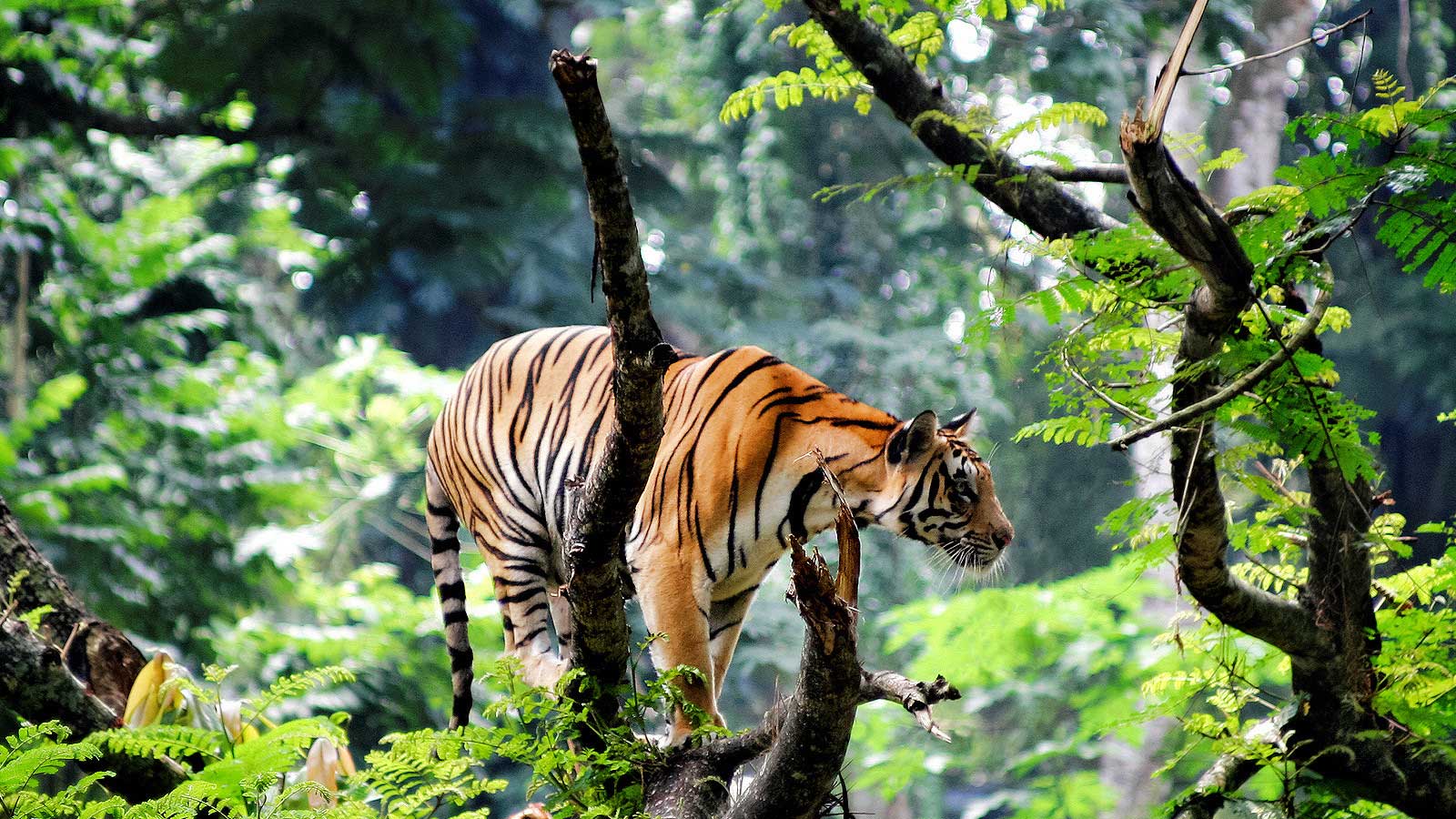 Wayanad